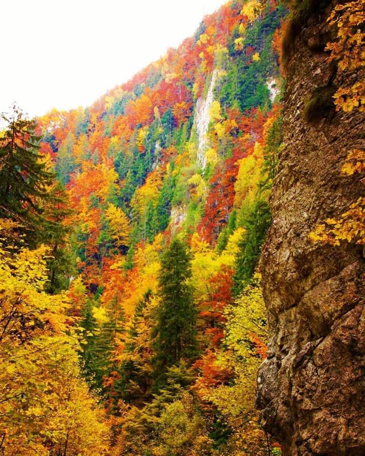 Mountain Vista Suites Zărneşti Exteriör bild